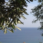 Zeytin Dalı Özellikleri ve Faydaları Nelerdir?